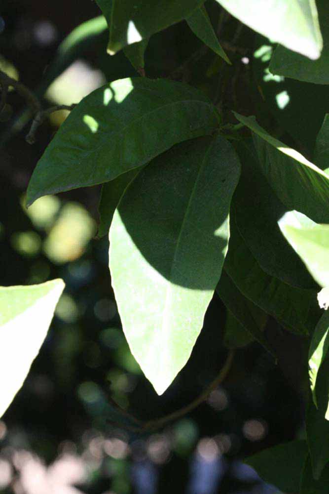            Shade leaves (Riverside, CA)   